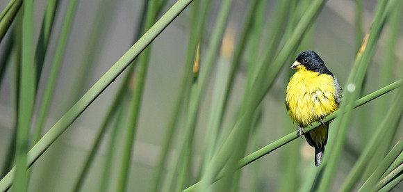 Lesser goldfinch