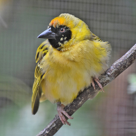 Lesser masked weaver