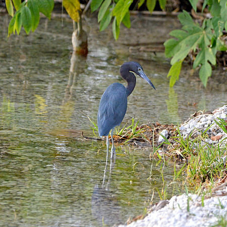 Little blue heron