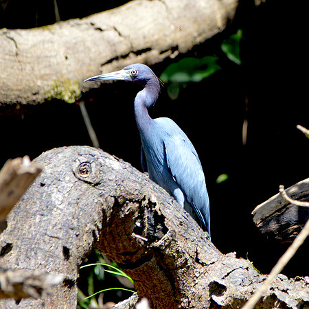 Little blue heron