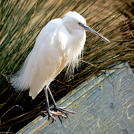 Little egret