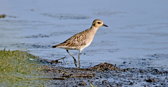 Little stint