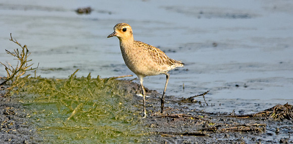 Little stint