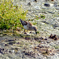 Little stint