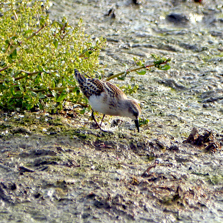 Little stint
