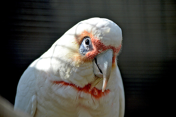 Long billed corella