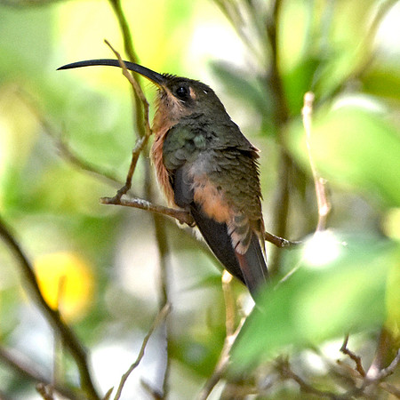 Long billed hermit hummingbird