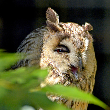 Long eared owl