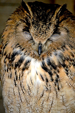 Long eared owl