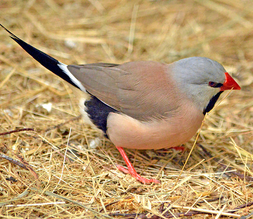 Long tailed finch