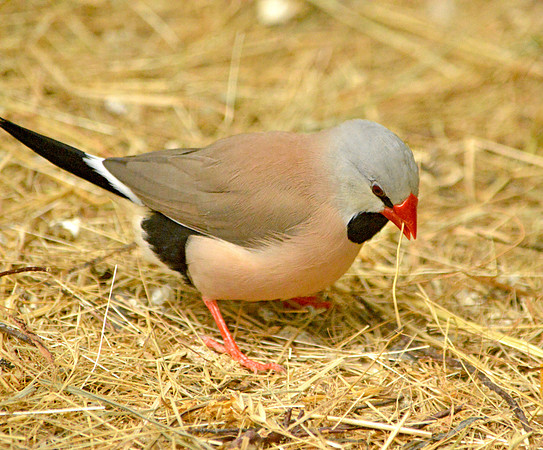 Long tailed finch