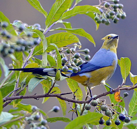Long tailed silky flycatcher male