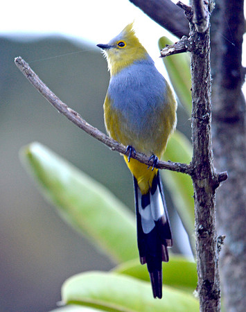 Long tailed silky flycatcher male