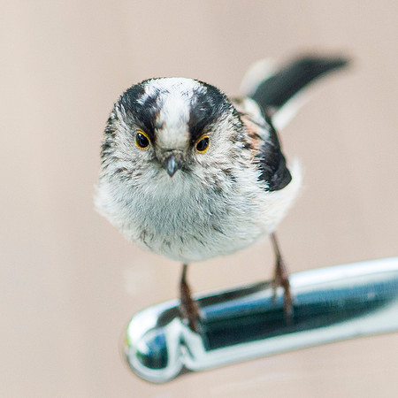 Long tailed tit