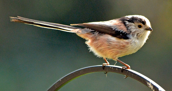 Long tailed tit
