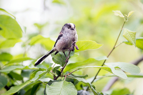 Long tailed tit