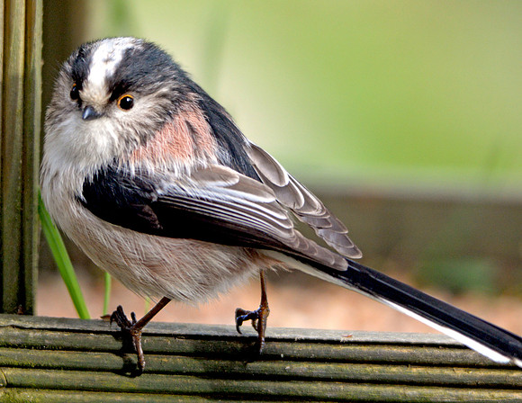 Long tailed tit
