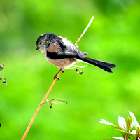 Long tailed tit
