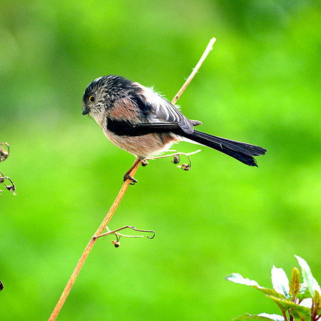 Long tailed tit