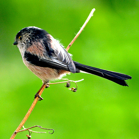 Long tailed tit