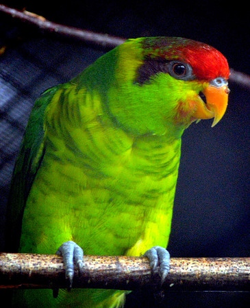 Iris lorikeet