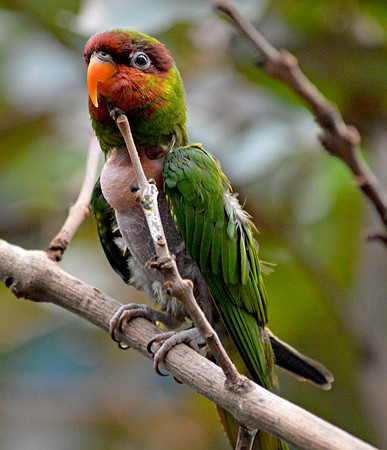 Mount Apo lorikeet