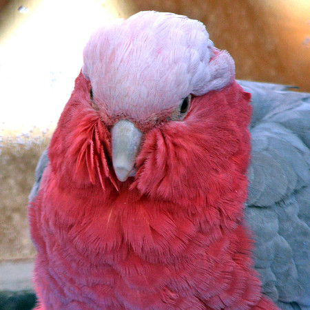 Roseate cockatoo / lorikeet