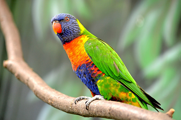 Rainbow lorikeet