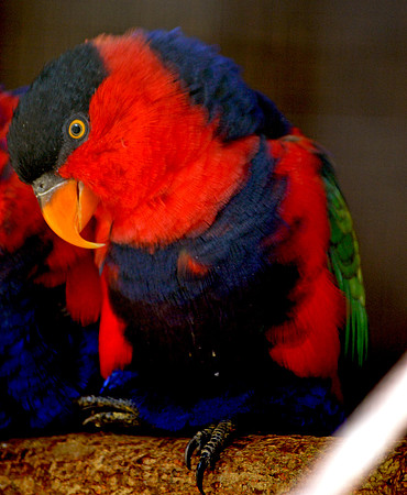 Black capped lory