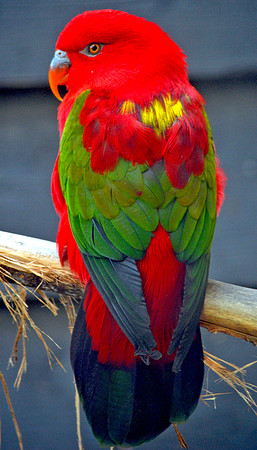 Yellow backed chattering lory