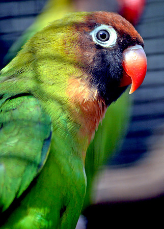 Black cheeked lovebird