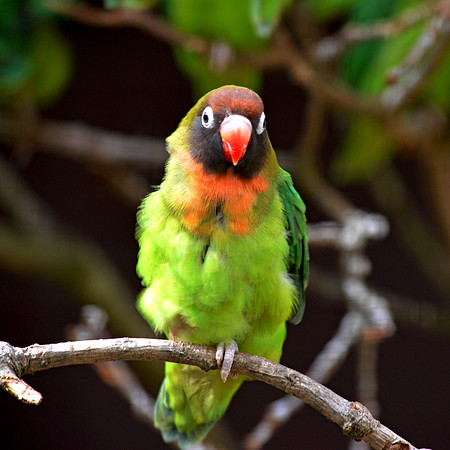 Black cheeked lovebird