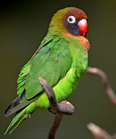Black cheeked lovebird