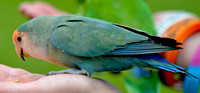 Rosy faced lovebird