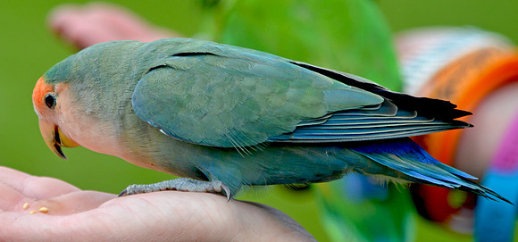 Rosy faced lovebird
