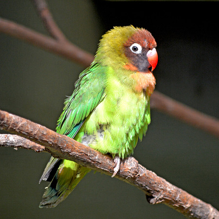 Black cheeked lovebird