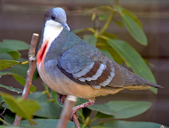 Luzon bleeding heart dove