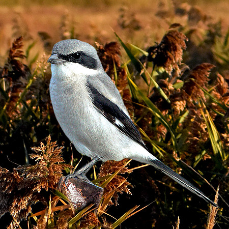 Loggerhead shrike