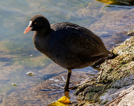 Coot, juvenile