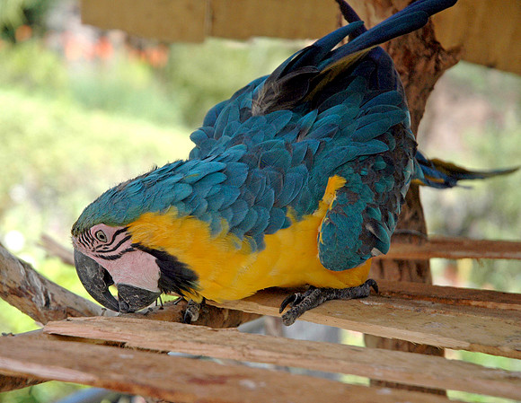 Blue and yellow macaw