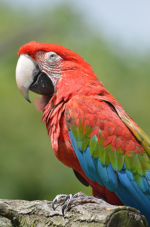 Amazon macaw