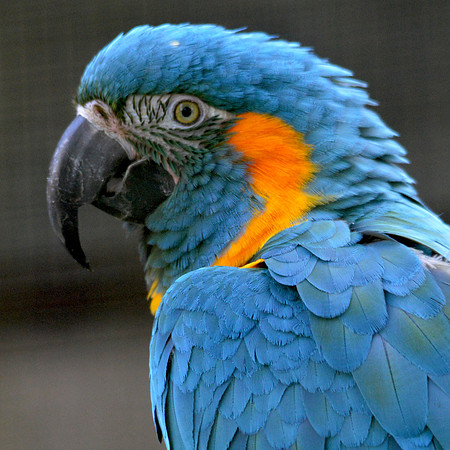 Blue throated macaw