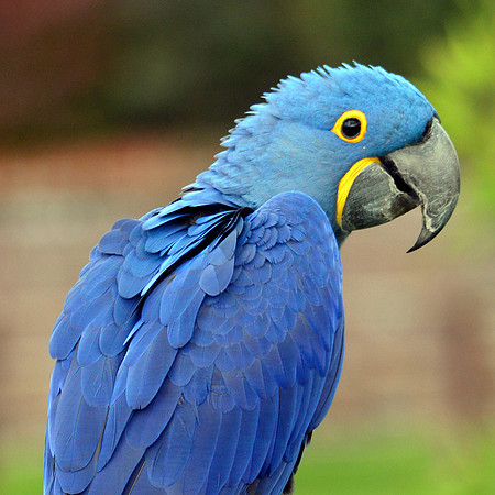 Hyacinth macaw