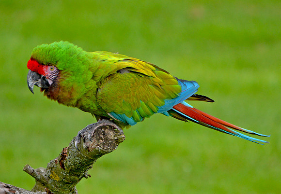 Military macaw