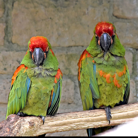 Red fronted macaw