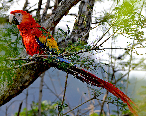 Scarlet macaw