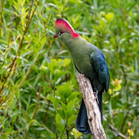 Fischer's Turaco