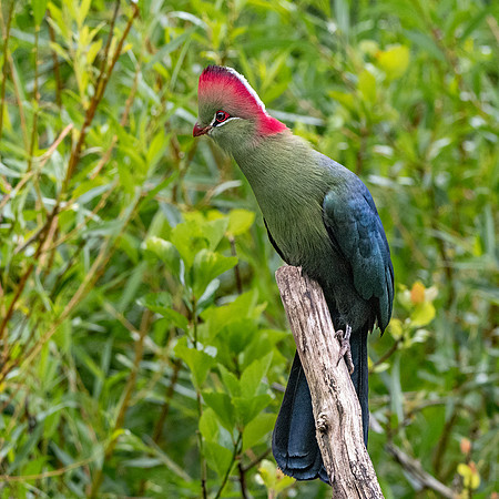 Fischer's Turaco