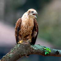 Brahminy kite