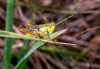 Jersey grasshopper
